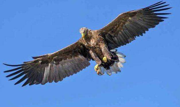Aquila nei sogni. cosa significa sognare aquile
