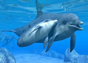 sognare un delfino