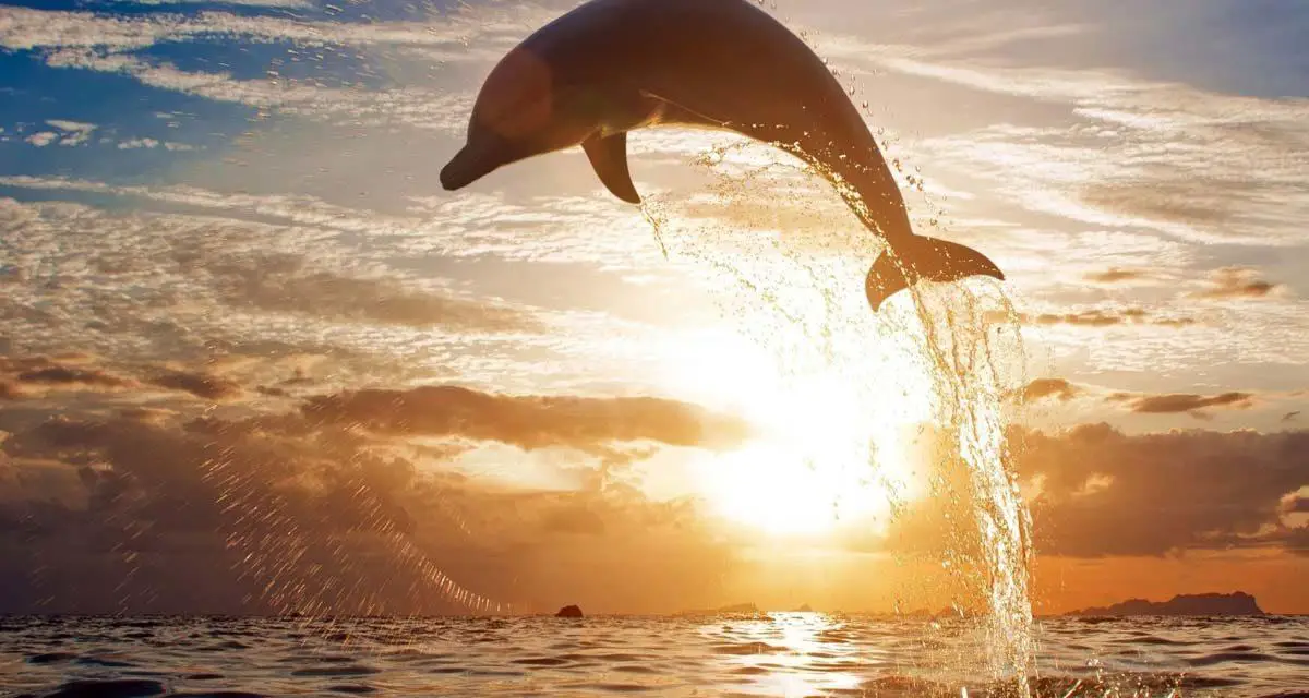 Sognare un delfino. Simbolismo e Significato dei delfino nei sogni