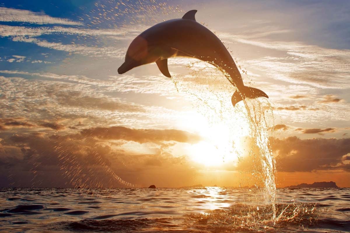 sognare un delfino
