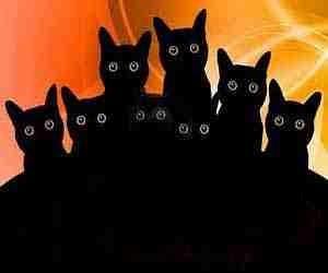 sognare gatti neri