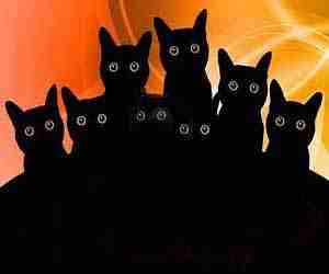 Sognare gatti neri. Cosa significa