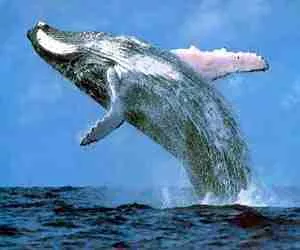 Balena nei sogni. Cosa significa sognare una balena