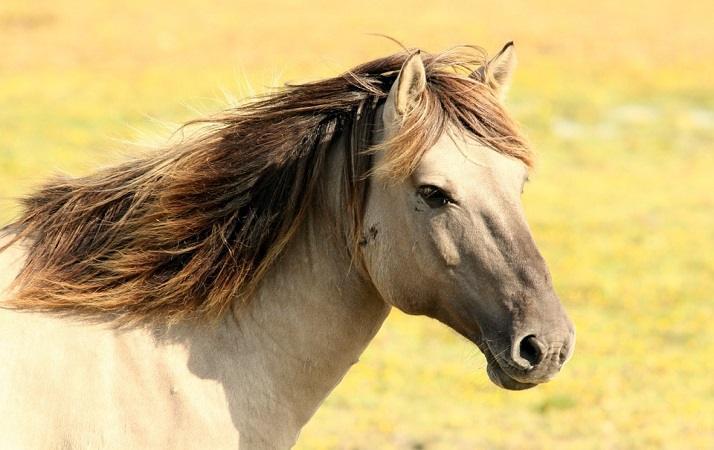 Cavallo Nei Sogni Sognare Cavalli Cosa Significa Guida Sogni