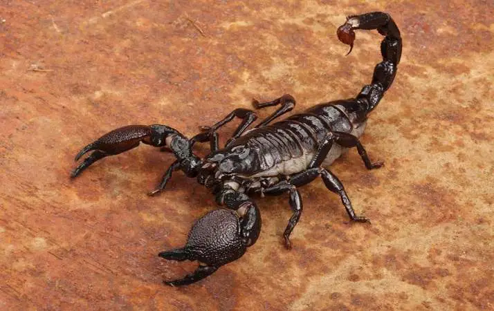 Scorpione nei sogni Cosa significa sognare scorpioni