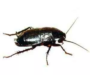 sognare scarafaggi