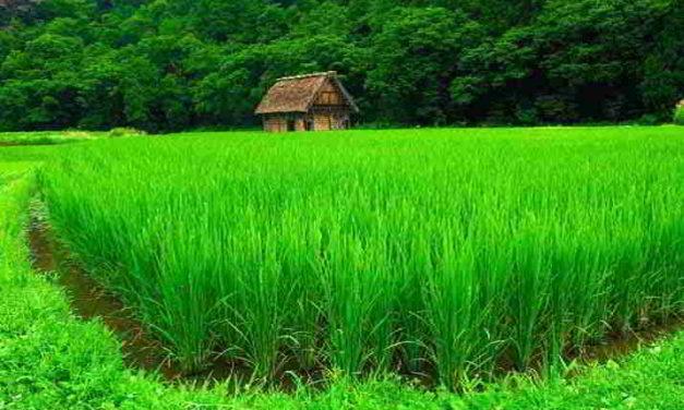 Sognare il colore verde Significato del verde nei sogni