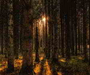 foresta nei sogni