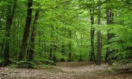 Sognare la FORESTA Significato del Bosco e delle Foreste nei Sogni