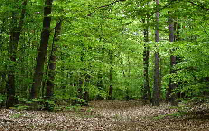 Sognare la FORESTA Significato del Bosco e delle Foreste nei Sogni