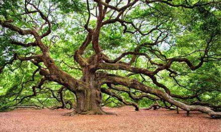 Sognare un albero Significato degli alberi nei sogni