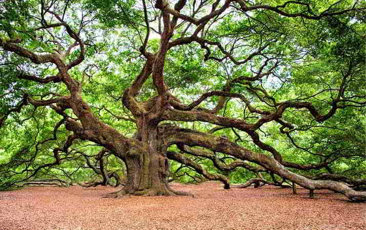 Sognare Un Albero Significato Degli Alberi Nei Sogni Guida