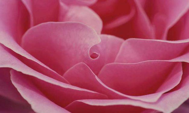 Sognare il colore rosa Simbolismo del rosa