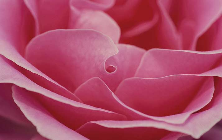 Sognare il colore rosa Simbolismo del rosa