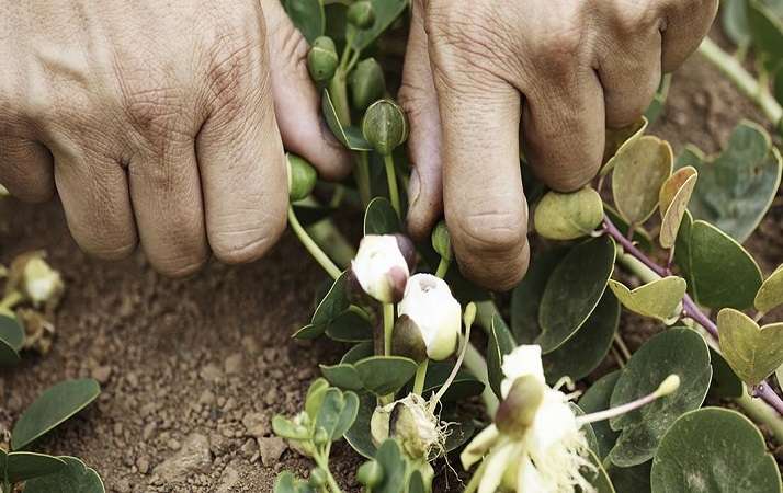 Sognare di raccogliere capperi Il sogno di Mariangela