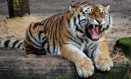 Sognare una tigre Simbolismo e significato della tigre nei sogni