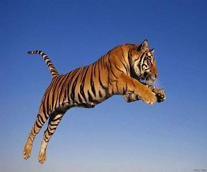 tigre nei sogni