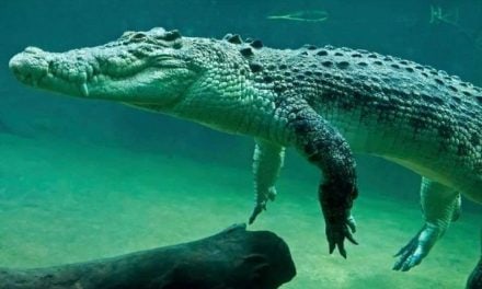 Sognare i coccodrilli può essere positivo? A volte sì  Il sogno di Donatella