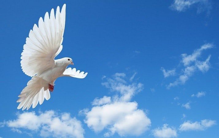 Sognare una colomba Simbolismo e significato di piccioni e colombe nei sogni