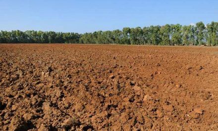 Sognare il colore marrone Simbolismo e significato del marrone nei sogni