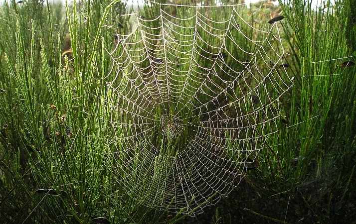 Sognare una ragnatela Simbolismo e significato delle ragnatele nei sogni