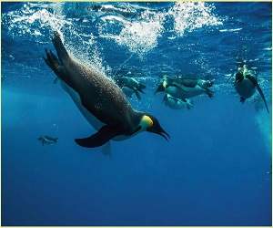 sognare pinguini che nuotano