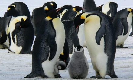 Sognare un pinguino Simbolismo e significato dei pinguini nei sogni