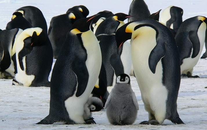 Il significato del simbolo del pinguino sui frigoriferi