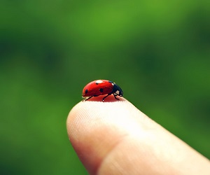 sognare coccinella sulla mano