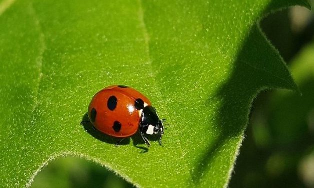 Sognare una coccinella Cosa significa sognare coccinelle