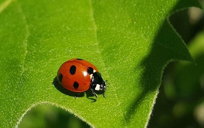 Sognare una coccinella Cosa significa sognare coccinelle