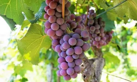 Sognare UVA Significato di grappoli d’uva, vite e vigna nei sogni