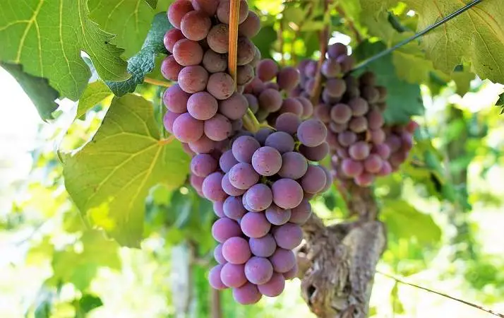 Sognare UVA Significato di grappoli d’uva, vite e vigna nei sogni
