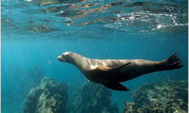 Sognare una FOCA  Significato di foche e trichechi nei sogni