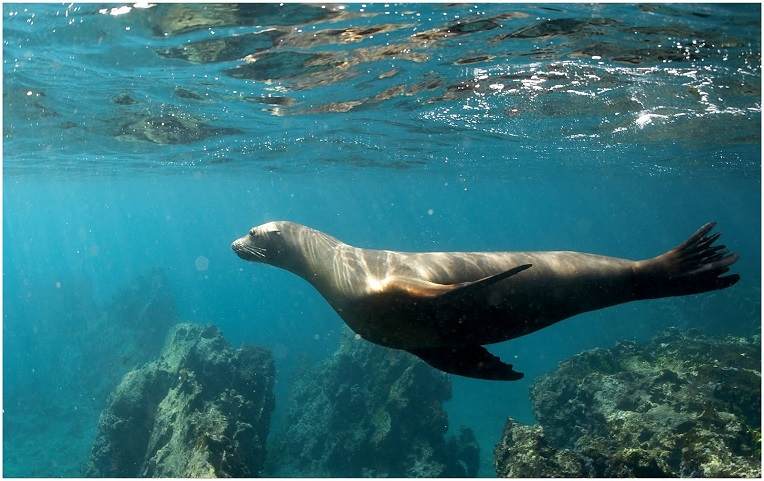 Sognare una FOCA  Significato di foche e trichechi nei sogni