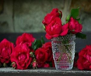 sognare rose rosse