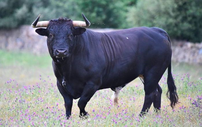 Sognare un TORO  Simbolismo e Significato dei Tori nei Sogni