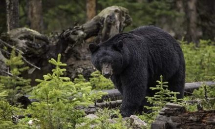 Sognare ORSO, Orsa, Orsacchiotto. Significato degli Orsi nei Sogni