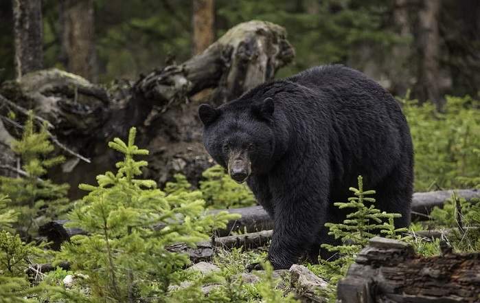 Sognare ORSO, Orsa, Orsacchiotto. Significato degli Orsi nei Sogni