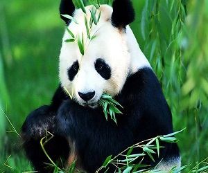 sognare-panda