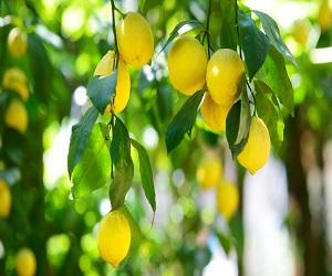 sognare-albero-di-limone