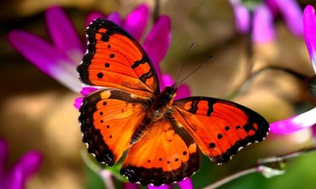 Sognare FARFALLE  Simbolismo e Significato della Farfalla nei Sogni