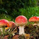 Sognare FUNGHI  Cosa Significa raccogliere Funghi nei Sogni?