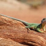 Sognare una LUCERTOLA Simbolismo e Significato di Lucertole, Geco, Iguana nei Sogni