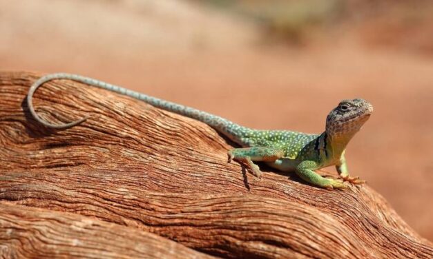 Sognare una LUCERTOLA Simbolismo e Significato di Lucertole, Geco, Iguana nei Sogni