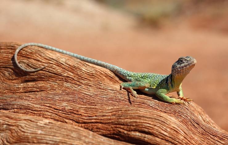 Sognare una LUCERTOLA Simbolismo e Significato di Lucertole, Geco, Iguana nei Sogni
