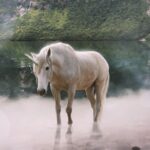 Sognare un UNICORNO Simbolismo e Significato